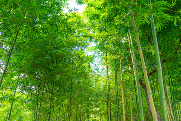 Fototapeta na wymiar Bamboo forest in Mu Cang Chai, Yen Bai, Vietnam. Beautiful green natural background. Nature and background concept.