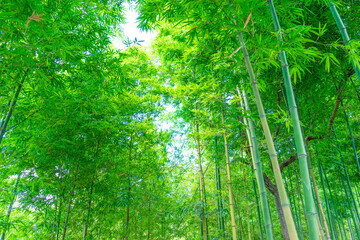 Fototapeta na wymiar Bamboo forest in Mu Cang Chai, Yen Bai, Vietnam. Beautiful green natural background. Nature and background concept.