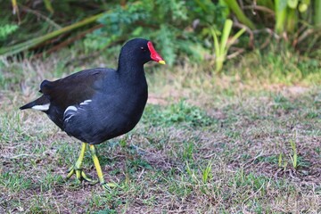 Teichhuhn läuft im Gras