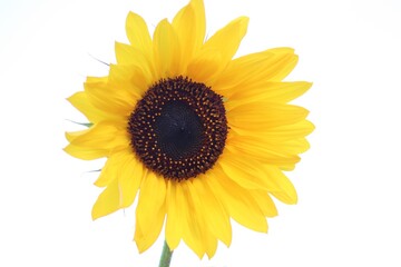 gelbe Bl&uuml;ter der Sonnenblume freigestellt