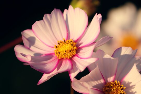 Bl&uuml;ter der Kosmea in rosa und weiss