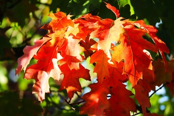 Herbstlaub der kanadischen Eiche