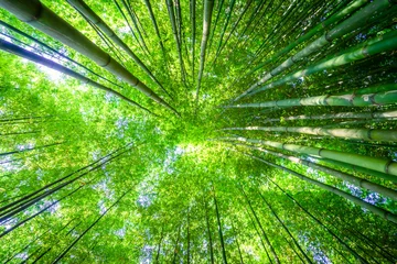 Photo sur Plexiglas Mu Cang Chai Forêt de bambous à Mu Cang Chai, Yen Bai, Vietnam. Beau fond naturel vert. Nature et concept d& 39 arrière-plan.