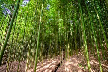 Bamboo forest in Mu Cang Chai, Yen Bai, Vietnam. Beautiful green natural background. Nature and background concept.