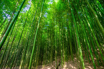 Fototapeta premium Bamboo forest in Mu Cang Chai, Yen Bai, Vietnam. Beautiful green natural background. Nature and background concept.