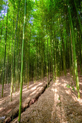 Bamboo forest in Mu Cang Chai, Yen Bai, Vietnam. Beautiful green natural background. Nature and background concept.