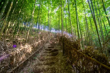 Keuken foto achterwand Mu Cang Chai Bamboo forest in Mu Cang Chai, Yen Bai, Vietnam. Beautiful green natural background. Nature and background concept.