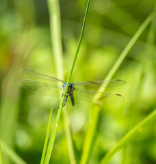 dragonfly on a green leaf