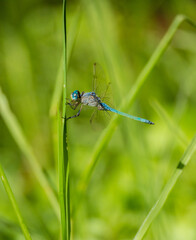 dragonfly on a leaf