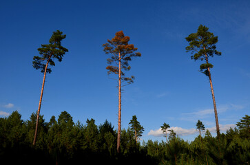 What is condition of your forest. hire a professional company that will find out if your trees are not attacked by pests and diseases. pine tree on a long trunk green living and brown dying needles