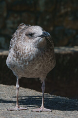 A young seagull standing on a wall staring at the camera