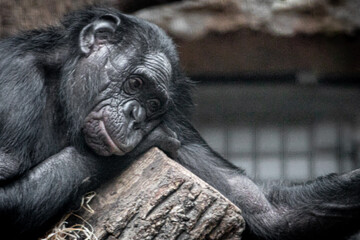 portrait of a tired bonobo chimp
