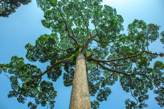 Close-up view of the old and big tree, from down to the treetop with green leaves. Blue sky is visible through the tree branches.