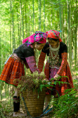 People H'mong ethnic minority with colorful costume dress walking in bamboo forest in Mu Cang Chai, Yen Bai province, Vietnam. Vietnamese bamboo woods. High trees in the forest