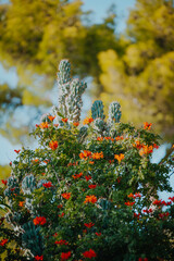 Gorgeous Greek flowers (cape honeysuckle)