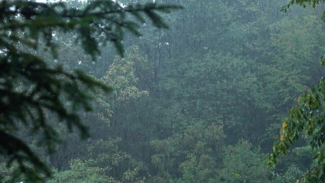 Rain in natural parkland. A rainstorm with a forest backdrop