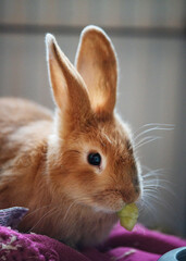 adorable Easter bunny eating lettuce