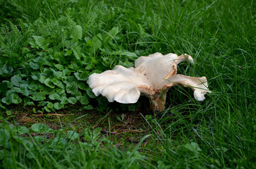 Cap 100–300 mm wide, and finely velvety, soon deeply funnel-shaped, sometimes fan-shaped,...