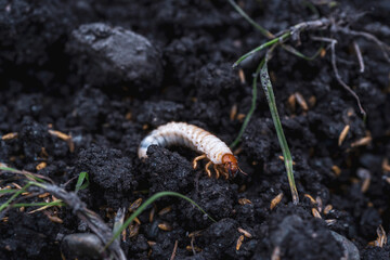 larvae of may beetles in the earth from the lawn