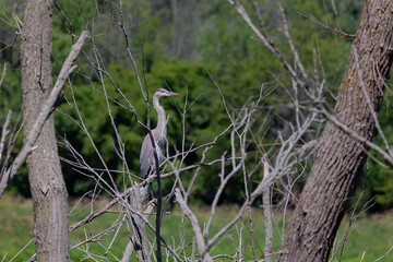 Great blue heron ( Ardea cinerea ) is the largest American heron hunting small fish, insect, rodents, reptiles, small mammals, birds and especially ducklings.
