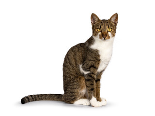 Pretty brown tabby with white  house cat, sitting side ways. Looking towards camera. Isolated on a...