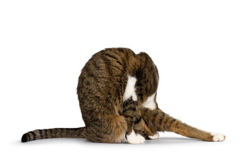Funny yoga pose of pretty brown tabby with white house cat. No face. Isolated on a white background.