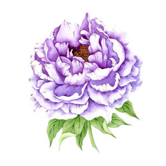 Purple peony isolated on white. Watercolor very peri peony flower. Hand drawn beautiful peony clipart.