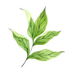 Watercolor green branch of peony flower isolated on white background. Hand drawn illustration of green peony leaves. Watercolor peony leaves clipart.