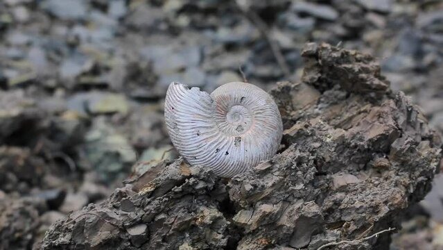 An ancient ammonite clam shell. Paleontological finds.