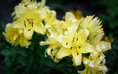 Obraz premium Yellow lily flowers in the garden.