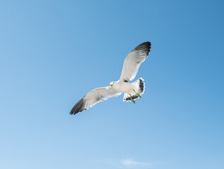 Flying seagull over blue sky.