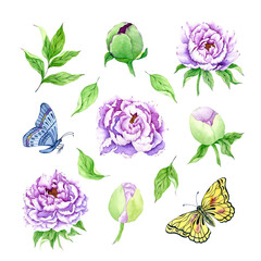 Watercolor peonies set isolated on white background. Hand drawn peony and butterfly illustration. Watercolor botanical painting.
