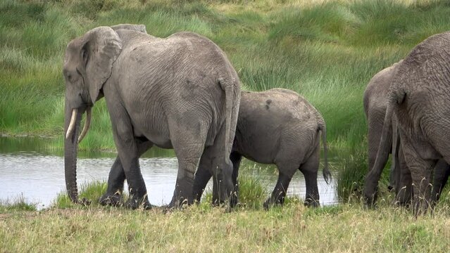 A family of elephants drinking in the Serengeti National Park, Tanzania