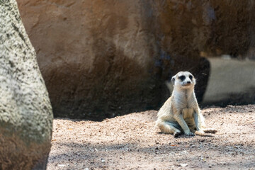 meerkat, Suricata suricatta, sitting on a stone resting, hairy animal, mexico