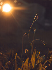 Gräser im goldenen Abendlicht
