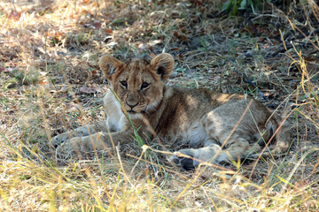 Fototapeta na wymiar lion cub in the grass