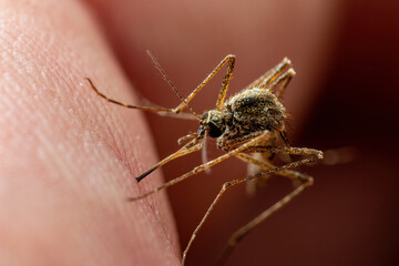 Malaria Infected Mosquito Bite. Leishmaniasis, Encephalitis, Yellow Fever, Dengue, Malaria Disease, Mayaro or Zika Virus Infectious Culex Mosquitoe Parasite Insect Macro.