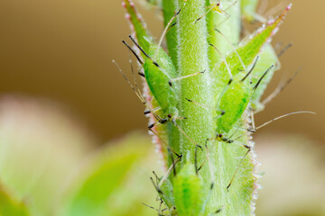 Aphid Colony Macro. Greenfly or Green Aphid Garden Parasite Insect Pest Macro on Green Background
