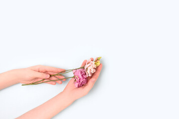 Female hands hold eustoma flower on a blue pastel background. Minimal tenderness composition with copyspace.