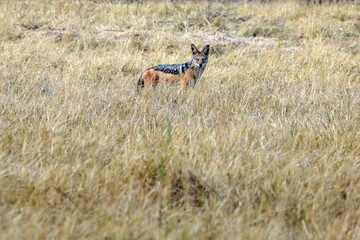 deer running