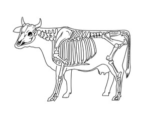 Cow skeleton. Sketch vector illustration, line art