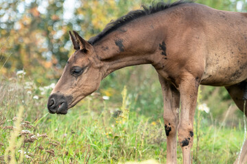  portrait of beautiful black- brown colt posing  at field .  cloudy  fall day