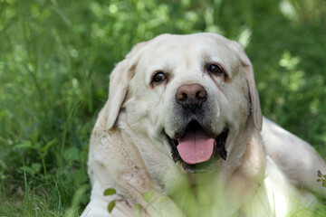 nice yellow labrador retriever in summer close up