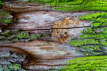 Moss on a damaged old tree with exposed inner bark