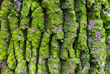 Tree bark covered with moss