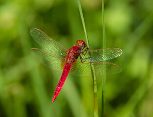 dragonfly on a leaf
