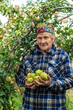 Grandmother harvests pears in the garden. Selective focus.