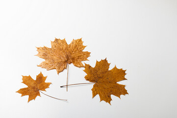 Set of brown orange autumn maple leaves isolated on white background