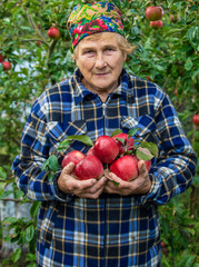 Grandmother harvests apples in the garden. Selective focus.