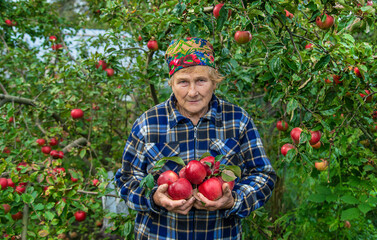 Grandmother harvests apples in the garden. Selective focus.